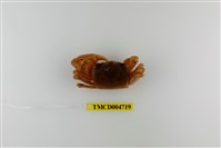 藏品(中華沙蟹)的圖片